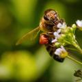 Venin abeille ingredient